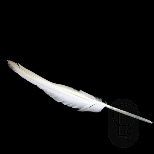 Swan Feathers for Marbling