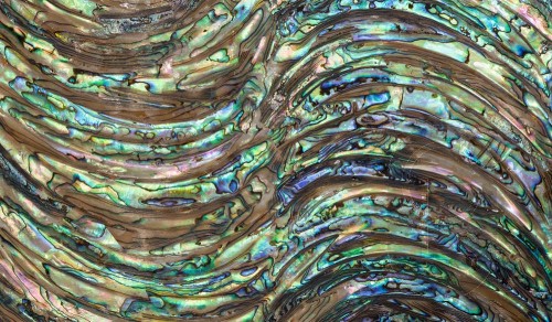 Abalone Sheet - Wave - 24 x 14cm