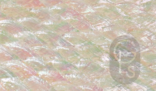 Abalone Sheet - Fan - 24 x 14 cm