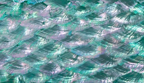 Abalone Sheet - Romantic Emerald Green Fan - 24 x 14 cm