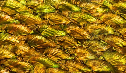 Abalone Sheet - Fan Antique Gold Green - 24 x 14cm