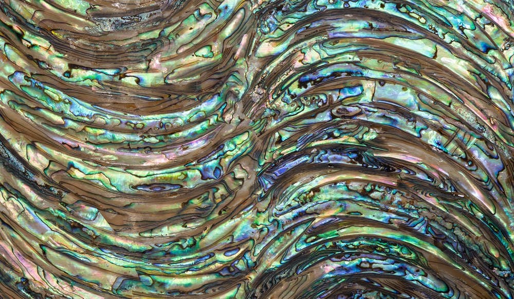 Abalone Sheet - Wave