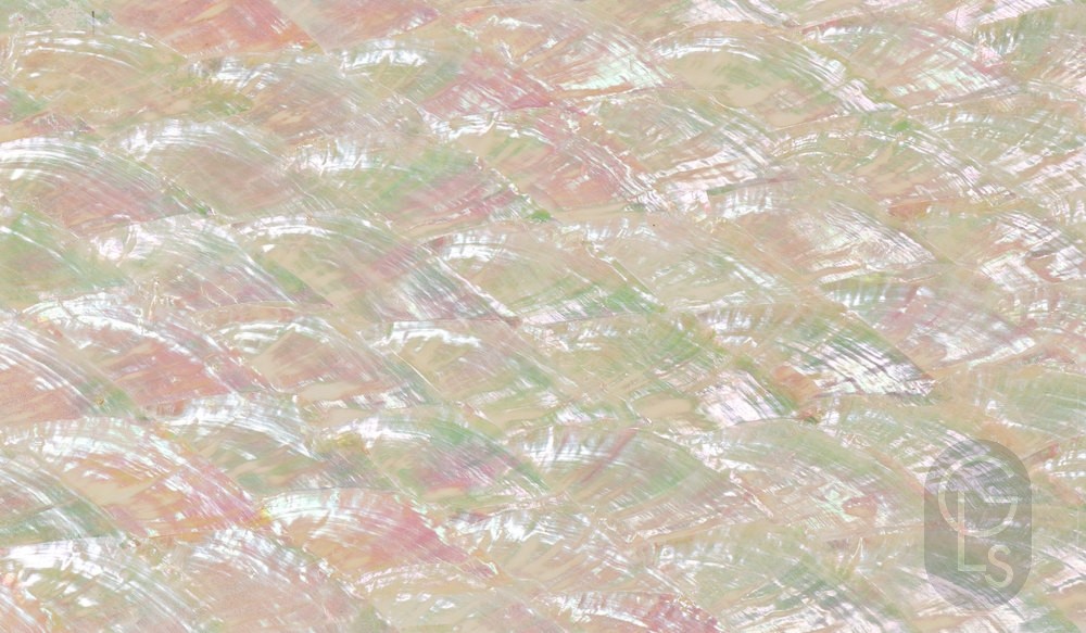 Abalone Sheet - Fan