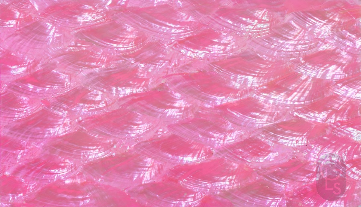Abalone Sheet - Hot Lips Pink Fan - 24 x 14 cm 