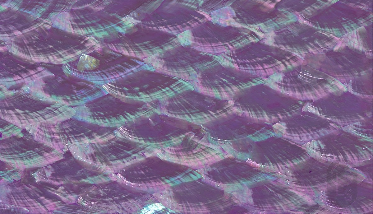 Abalone Sheet - Purple People-Eater Fan - 24 x 14 cm