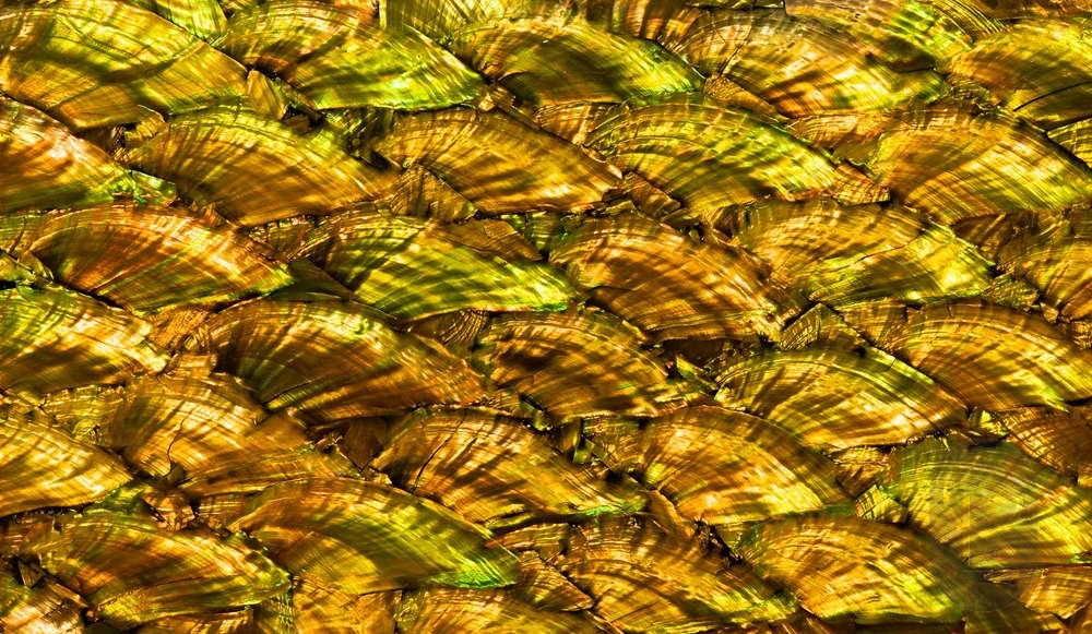 Abalone Sheet - Fan Antique Gold Gloss 