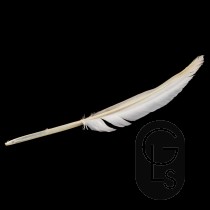 Swan Feathers for Marbling