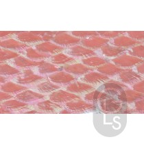 Abalone Sheet - Salmony Pink Fan - 24 x 14 cm