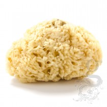Natural Sea Sponge Extra Large 7 inch