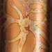 Variegated Transfer Leaf - Series 2 - No. 10
