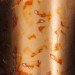 Variegated LooseLeaf - Series 2 - No. 2