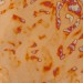 Variegated Loose Leaf - Series 2 - No. 2