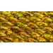 Abalone Sheet - Fan Antique Gold Gloss 