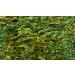 Abalone Sheet - Green-Gold
