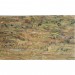 Abalone Sheet - Pale Natural - 24 x 14cm