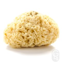 Natural Sea Sponge Extra Large 7 inch