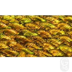 Abalone Sheet - Fan Antique Gold Gloss 